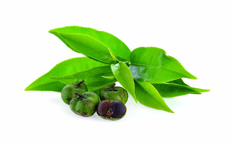 Dầu hoa trà Dầu hoa trà